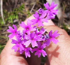 Glandularia selloi