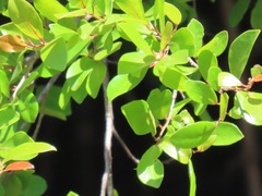 Hymenocardia ulmoides