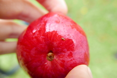 Epuraea ocularis