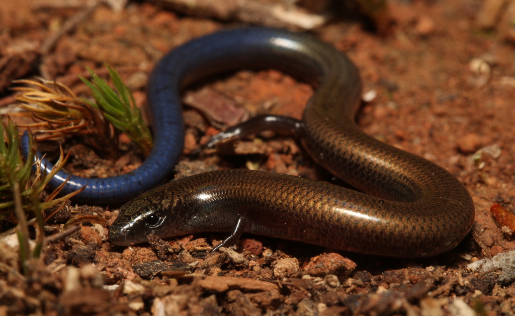 Montane Dwarf Burrowing Skink