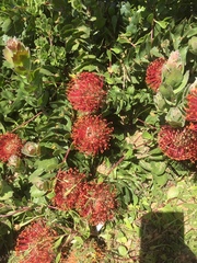 Leucospermum × hybridum
