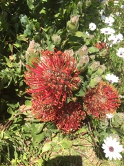 Leucospermum × hybridum
