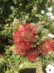 Leucospermum × hybridum