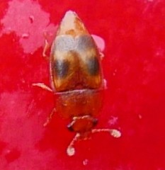 Epuraea ocularis