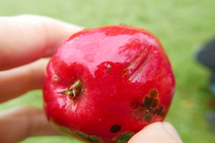 Epuraea ocularis
