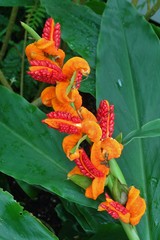 Hedychium horsfieldii