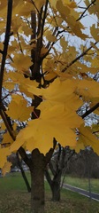 Acer platanoides