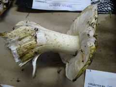 Tricholoma intermedium