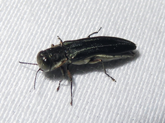 Agrilus bilineatus