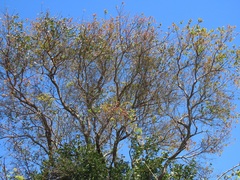 Hymenocardia ulmoides