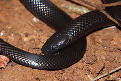 Amblyodipsas polylepis