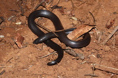 Amblyodipsas polylepis