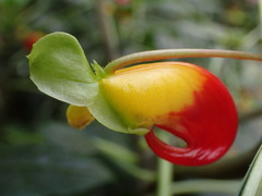 Impatiens niamniamensis
