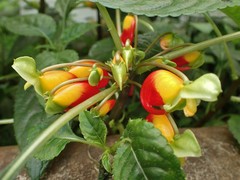 Impatiens niamniamensis