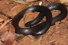 Amblyodipsas polylepis