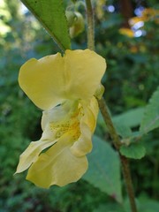 Impatiens scabrida