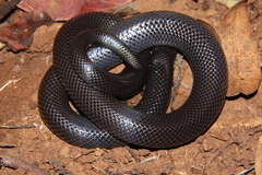 Amblyodipsas polylepis