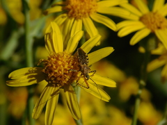 Cosmoclopius nigroannulatus