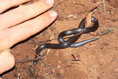 Amblyodipsas polylepis
