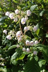 Jovellana punctata