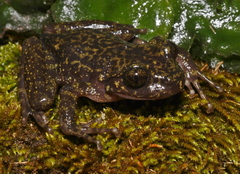 Natal Ghost Frog photo 4