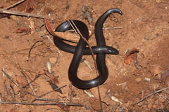 Amblyodipsas polylepis