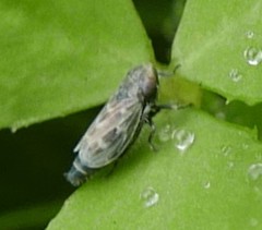 Deltocephalus pulicaris