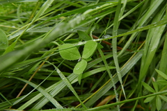 Deltocephalus pulicaris