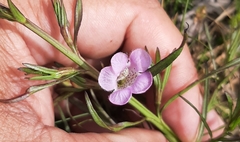 Agalinis communis
