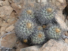 Copiapoa gigantea