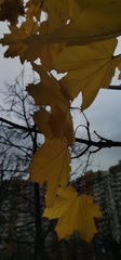 Acer platanoides