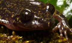 Natal Ghost Frog photo 3