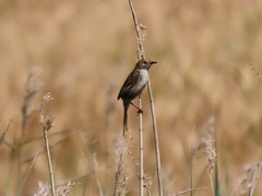 Cisticola tinniens