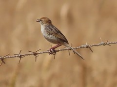 Cisticola tinniens