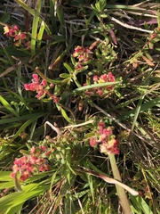Laurembergia repens