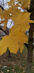 Acer platanoides