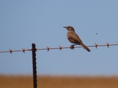 Cercotrichas coryphoeus coryphoeus