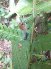 Cardioscarta flavifrons