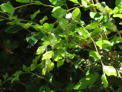 Pteleopsis myrtifolia