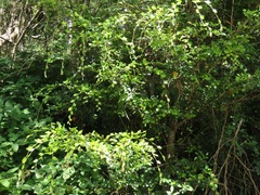 Pteleopsis myrtifolia