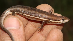 Trachylepis varia