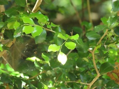 Pteleopsis myrtifolia