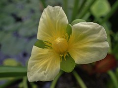 Limnocharis