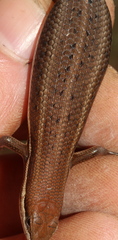 Trachylepis varia