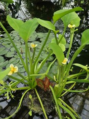 Limnocharis