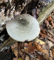 Pluteus salicinus