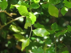 Pteleopsis myrtifolia