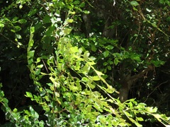 Pteleopsis myrtifolia