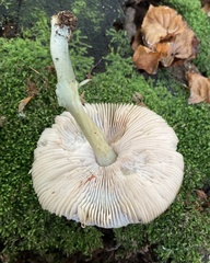 Pluteus salicinus