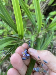 Dianella caerulea assera